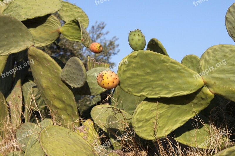 Prickly Pear Fruit Cactus Fig Barbarism Free Photos