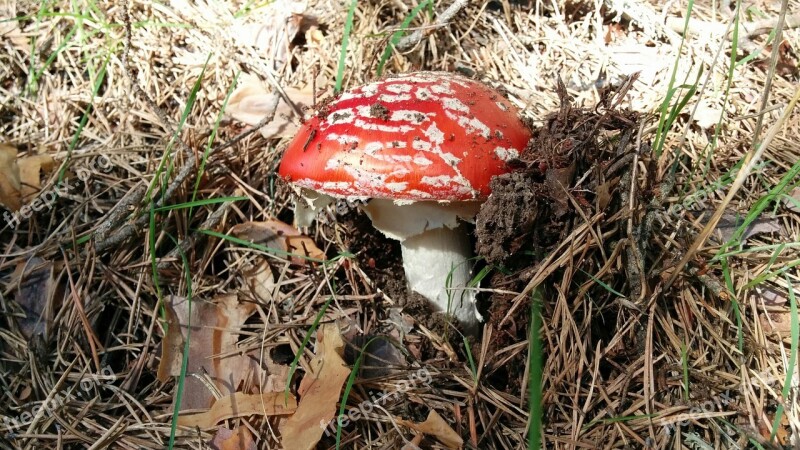 Mushrooms Field Nature Autumn Fungus