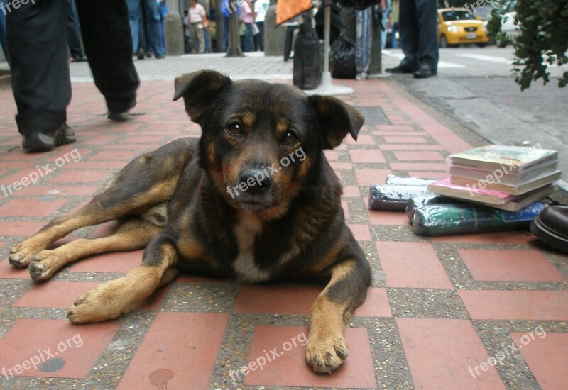 Dog Street Canine Stray Dog Sad Dog