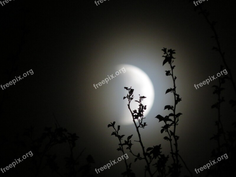 Lunar Eclipse Moonlight Celestial Astronomy Free Photos