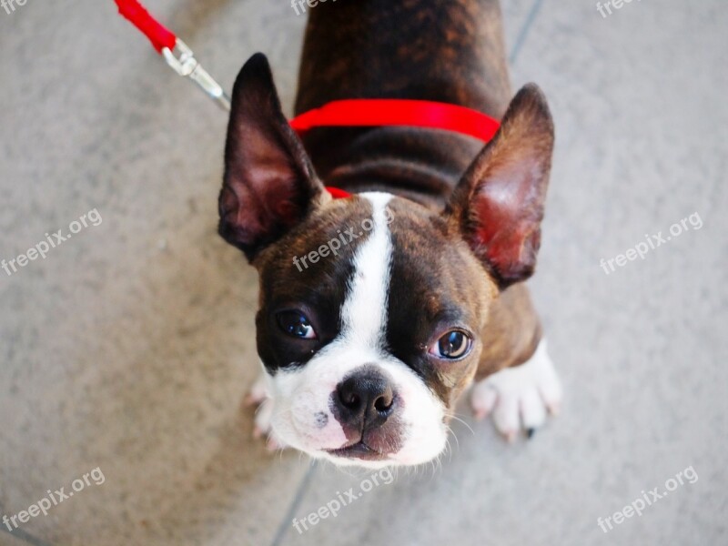 Dog Puppy Boston Terrier Pet Animal