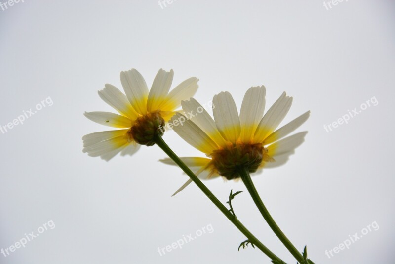 Margaritas Sky Flowers Landscape Blue