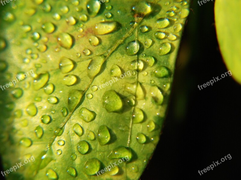 Water Drops Drops Water Leaves Dew