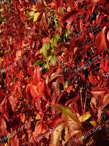 Red Ivy Red Leaves Wall Leaves Ivy Red