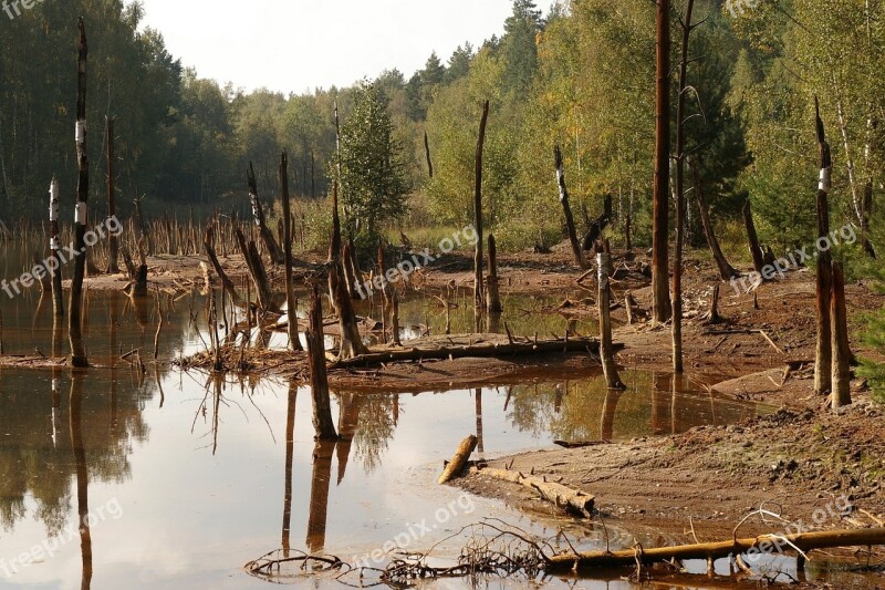 Swamp Trees Branches Rotten Water