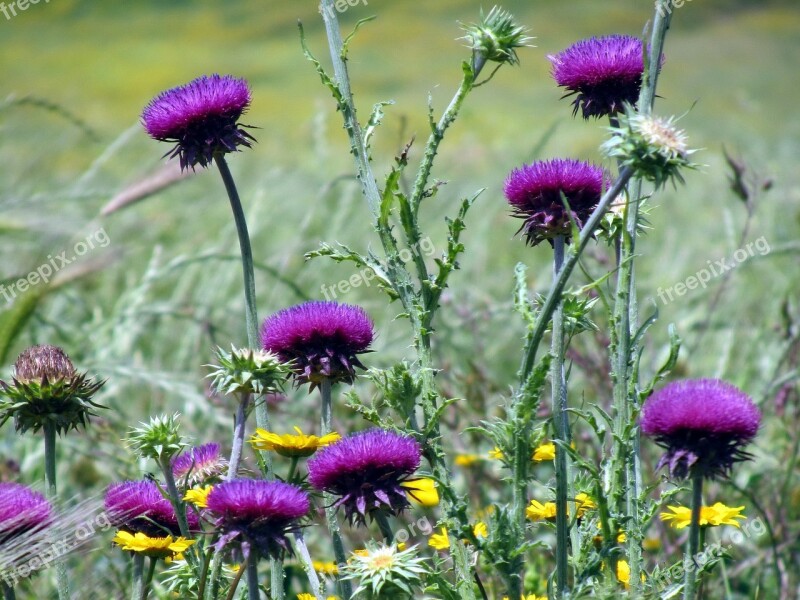 Thistle Flowers Prato Spring Wild Flower