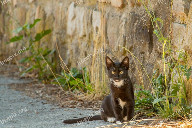 Cat Euskadi Nature Black Cat Good Luck