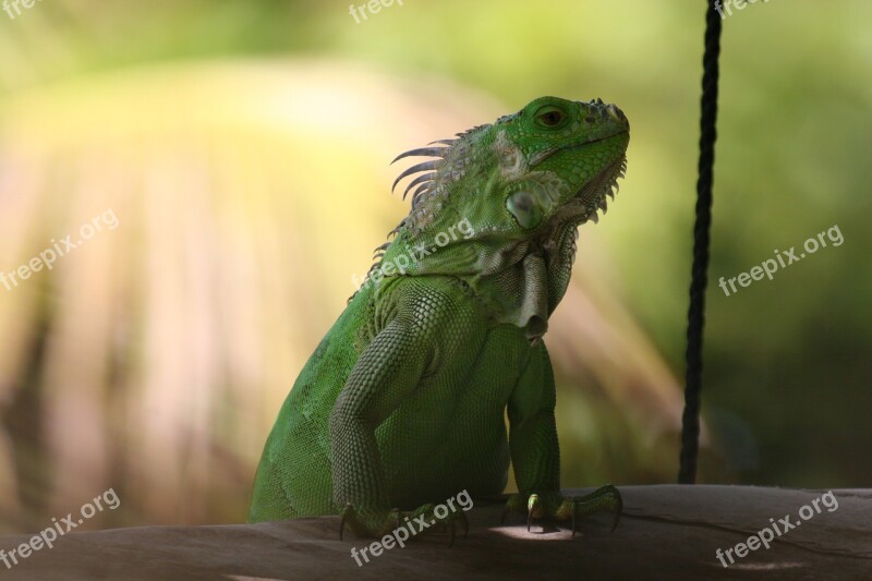 Iguana Green West Indies Nature Green Iguana