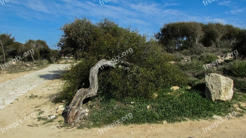 Cyprus Ayia Napa Makronissos Beach Tree Path