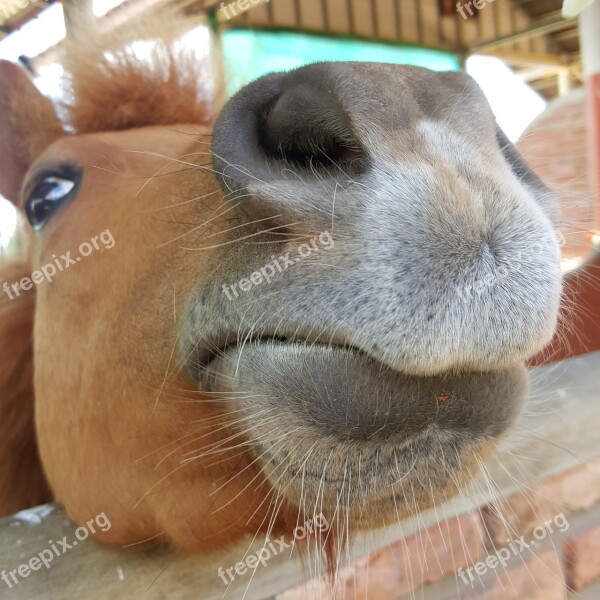 Horse Nature Funny Equine Horse Head