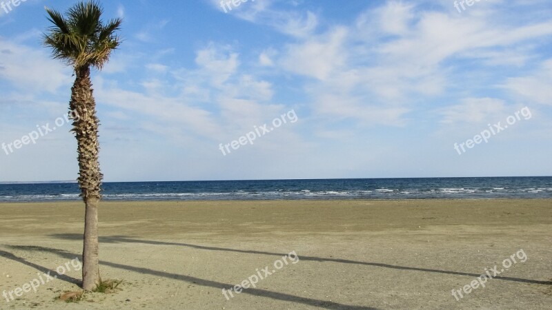 Cyprus Larnaca Beach Palm Sea