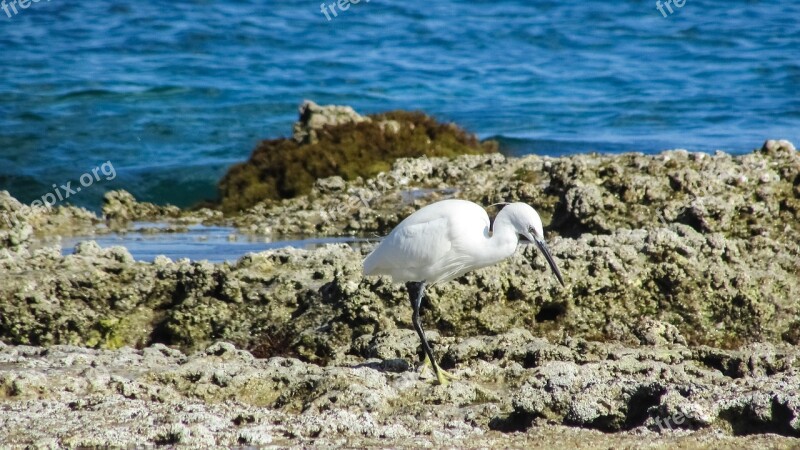 Cyprus Ayia Napa Heron Fishing Nature