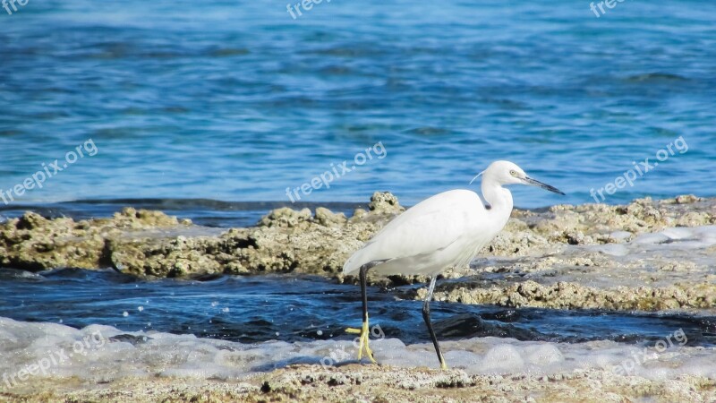 Heron Bird Animal Wildlife Nature