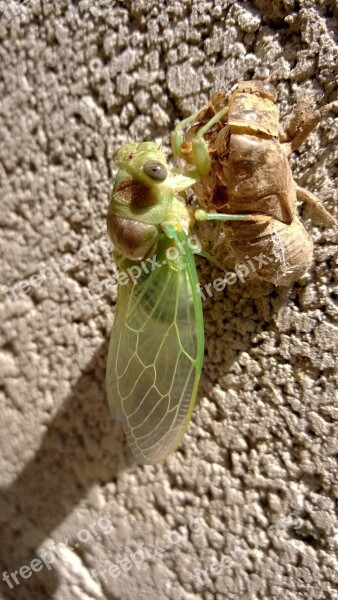 Cicada Chrysalis Provence Free Photos