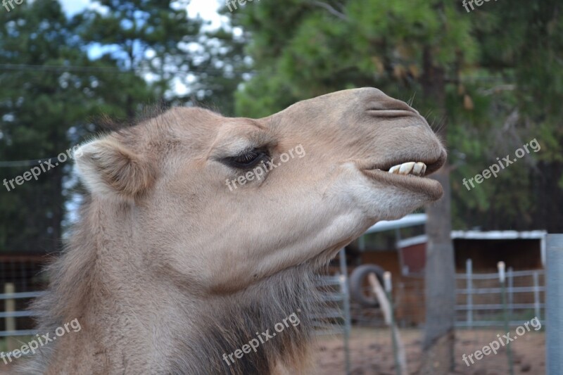 Camel Teeth Head Hump Day Hump