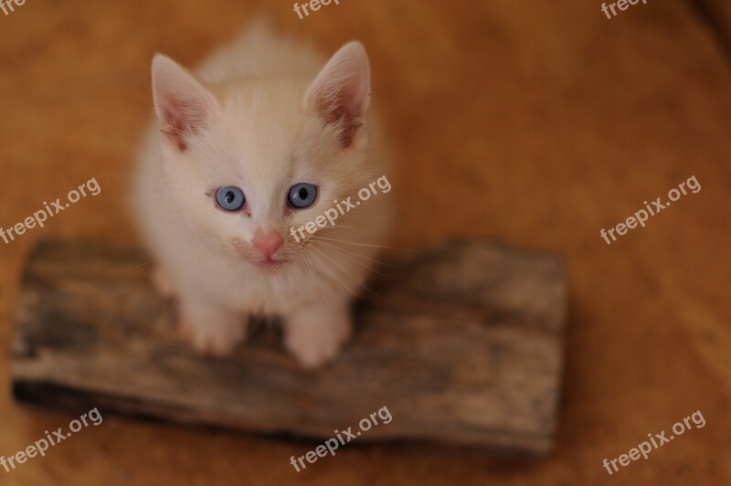 Catnip White Cat Blue Eyes Food-dirty Portrait