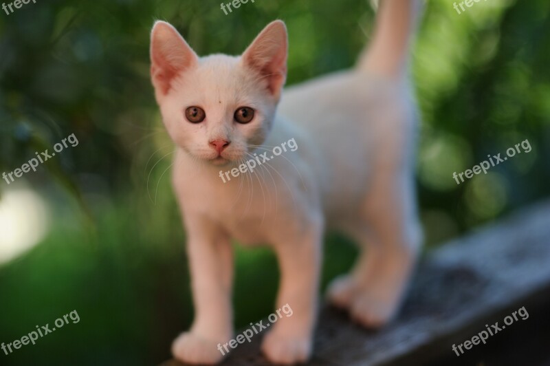 Snout Nose Tip Whiskers Catnip White Cat