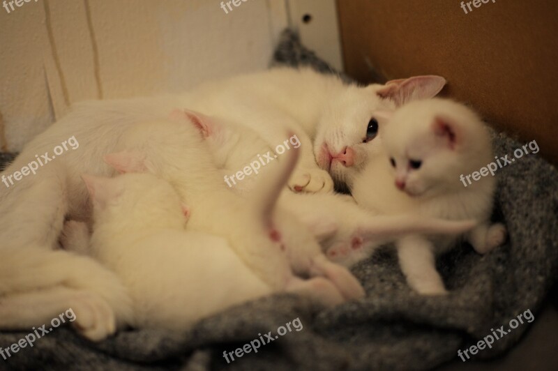 Kitties White Cats Breast-feeding Family Continuation