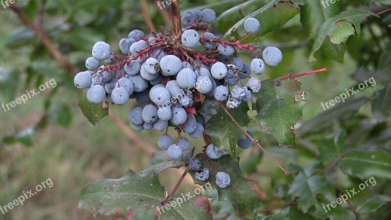 Blue Berry Wild Plants Langley Canada Free Photos