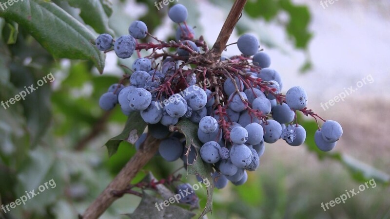 Blue Berry Wild Plants Langley Canada Free Photos