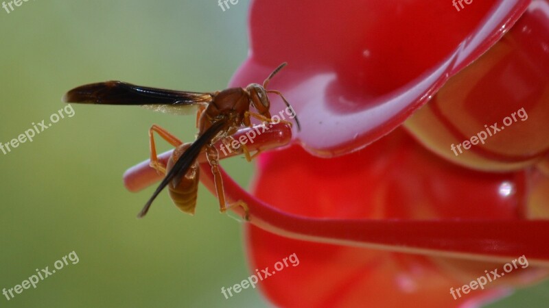 Wasp Insect Bee Nature Bug