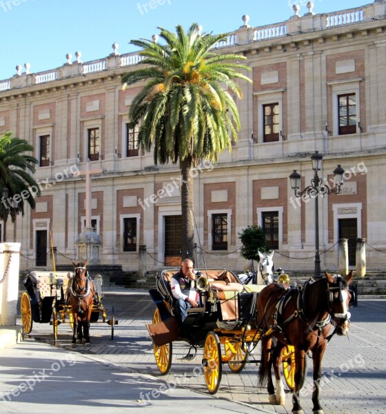 Horses Sevilla Tourism Spain Free Photos