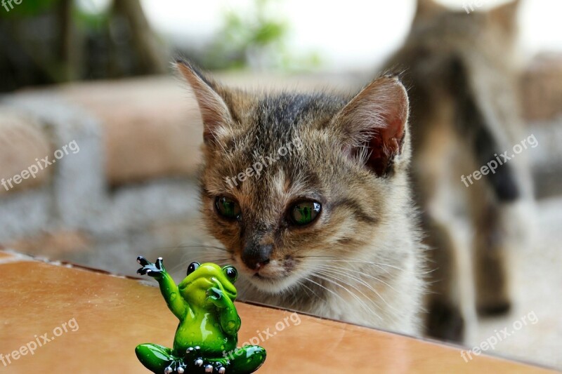 Cat Lurking Frog Watch Kitten