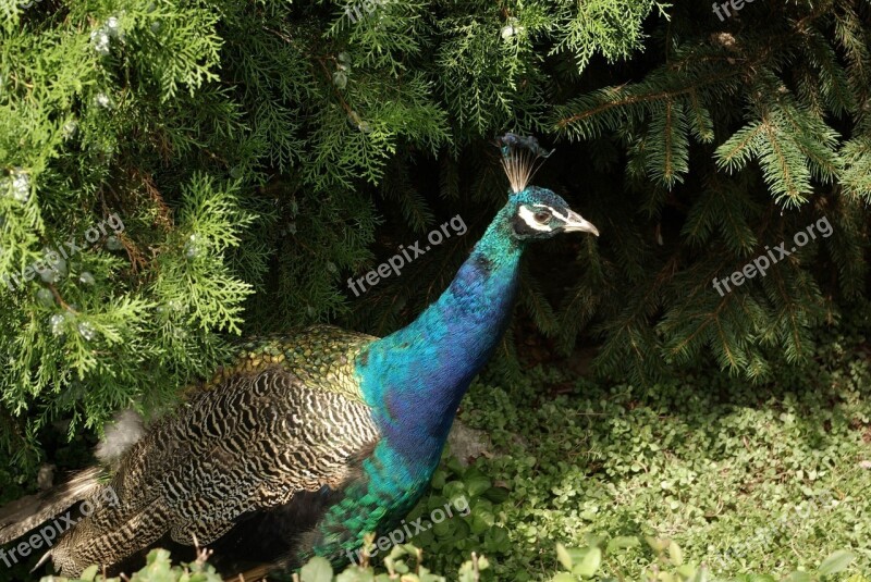 Peacock Bird Blue Animal Nature