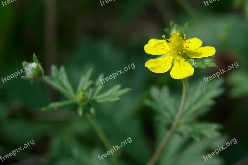 Yellow Flower Yellow Flower Summer Green