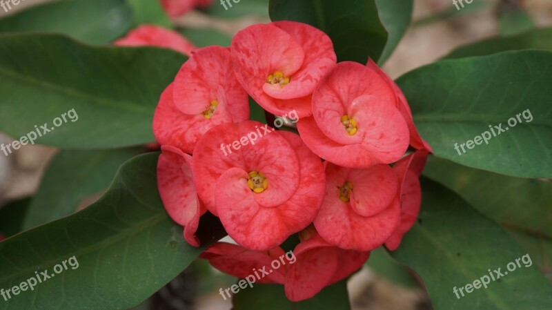 Eight Immortals Flowers Red Tropical Exotic