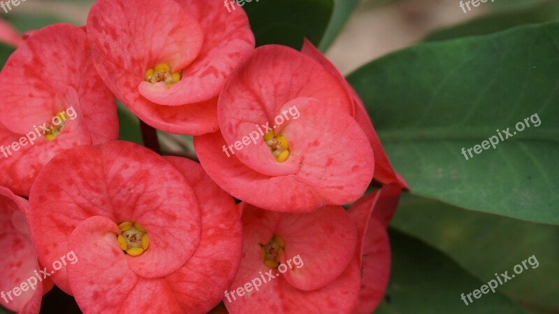 Eight Immortals Flowers Red Tropical Exotic