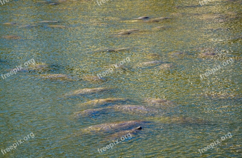 Manatee Group Staying Warm Gulf Mammal Endangered