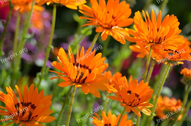 Flower Nature Pollen Summer Flowers Orange Blossom