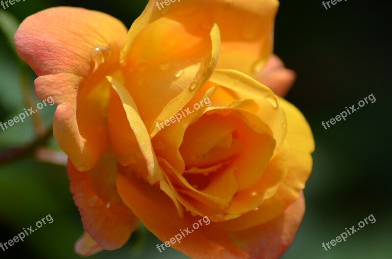 Pink Yellow Rose Orange Rose Yellow Orange