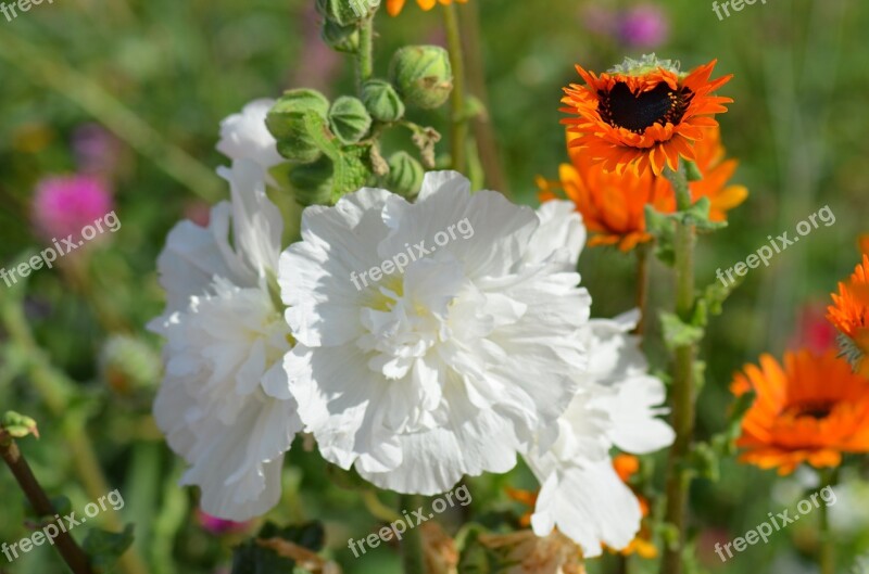 Flower White Flowers Nature Pollen White