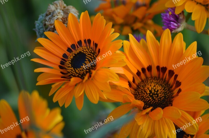 Flower Nature Pollen Summer Flowers Orange Blossom