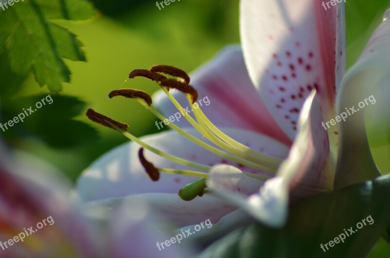 Lys White Lily Lily Pink Flowers Plant