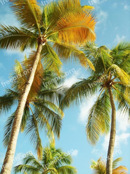 Palm Trees Guadeloupe Beach Blue Sky Caribbean