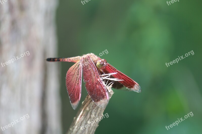 Insect Purple Nature Wood Trees