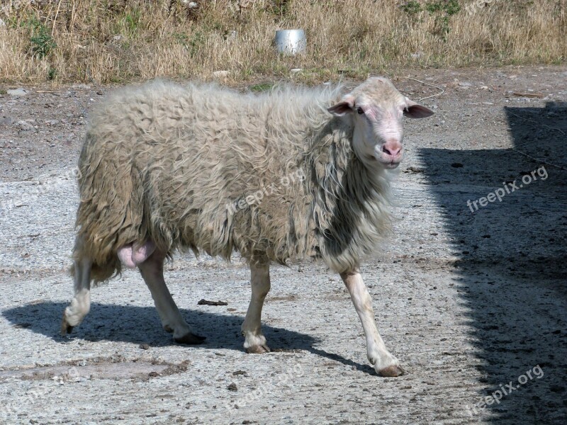 Sheep Sardinia Flock Angel Free Photos