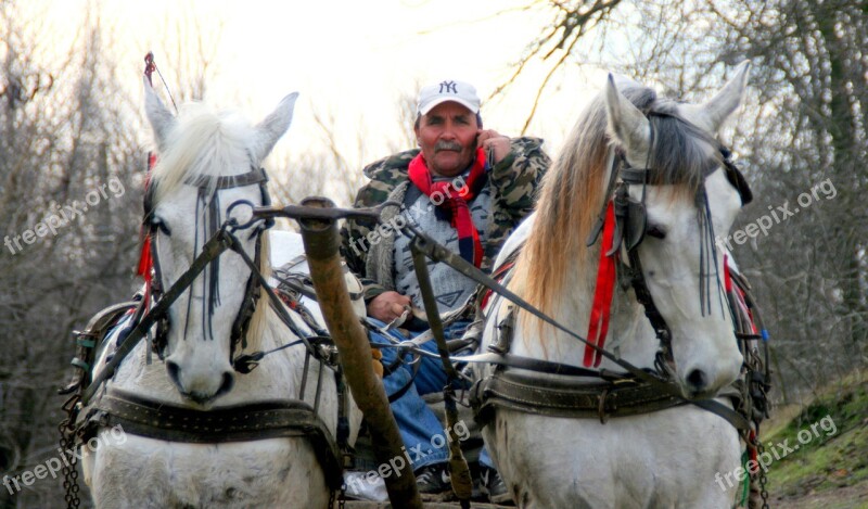 Horses Cart White Gallop Free Photos