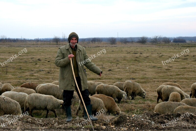 Camacho Sheep The Flock Plain Free Photos