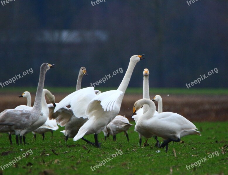 Swan Whooper Swan Bird Swans Flock Of Birds