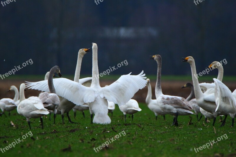 Swan Whooper Swan Bird Swans Flock Of Birds