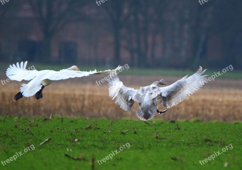 Swan Whooper Swan Bird Swans Flock Of Birds