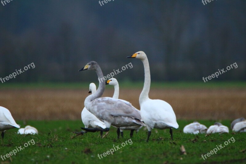 Swan Whooper Swan Bird Swans Flock Of Birds