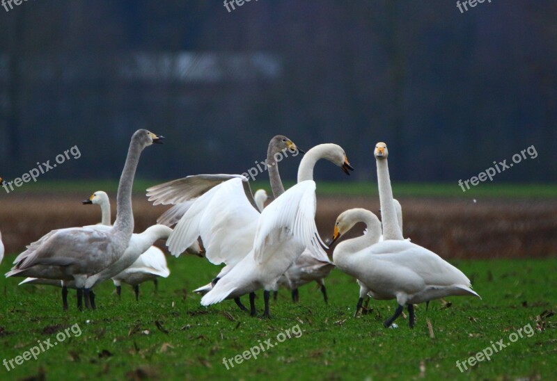 Swan Whooper Swan Bird Swans Flock Of Birds