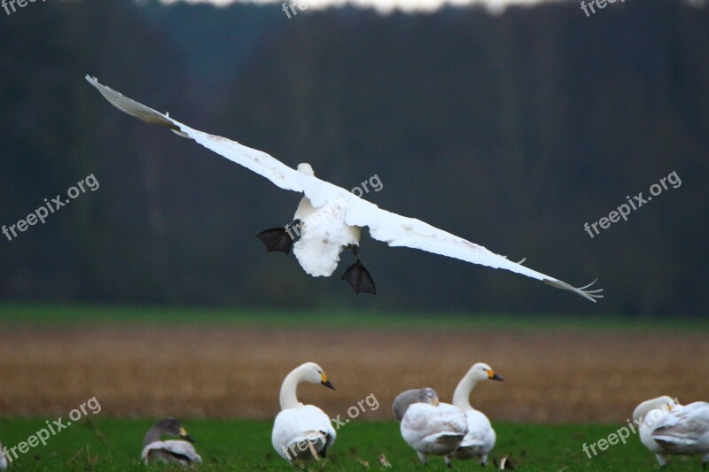 Swan Whooper Swan Flight Bird Swans