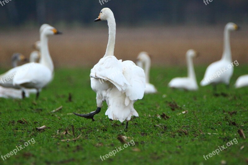 Swan Whooper Swan Bird Swans Flock Of Birds