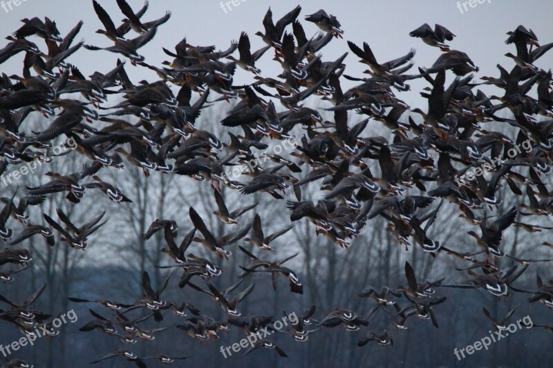 Wild Goose Geese Bird Flock Of Birds Migratory Bird